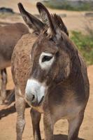 adorable burro provenzal salvaje en el campo de aruba foto