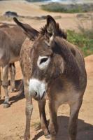 Dark Brown Donkey with White Circles Around Its Eyes photo