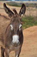 hermoso burro salvaje marrón y blanco en aruba foto