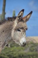 mirando a la cara de un burro salvaje bebé foto