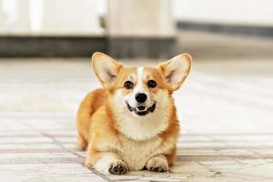 A red-haired corgi dog on a walk photo