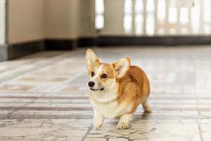 A red-haired corgi dog on a walk photo