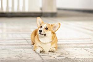 A red-haired corgi dog on a walk photo