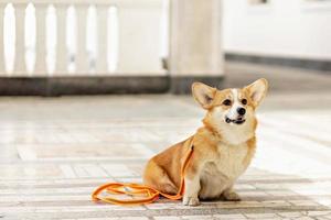 A red-haired corgi dog on a walk photo