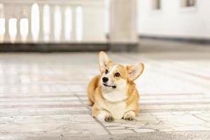 A red-haired corgi dog on a walk photo