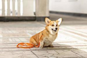 A red-haired corgi dog on a walk photo