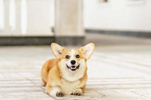 A red-haired corgi dog on a walk photo