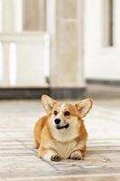 A red-haired corgi dog on a walk photo