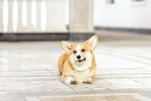 A red-haired corgi dog on a walk photo