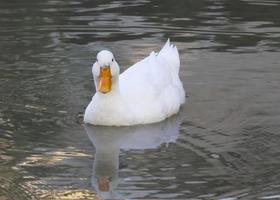 white duck with reflection in the water photo