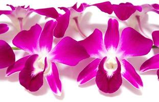 orchid isolated on white background photo