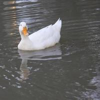 white duck with reflection in the water photo