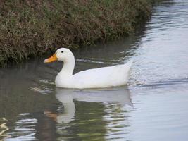 white duck in the water photo