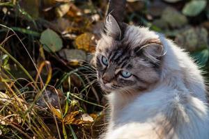 gato blanco sin hogar con ojos azules y cara gris mirando hacia atrás y caminando sobre la hierba foto