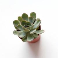 small green succulent echeveria in brown pot on white background top view photo