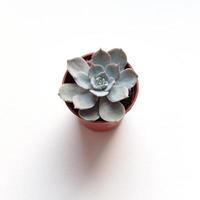 light blue succulent echeveria on white background photo