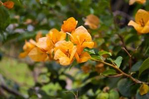 thailand bush with orange flowers with green leaves photo