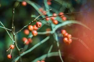 Red autumn little apples on branches on green background. Fall forest photo