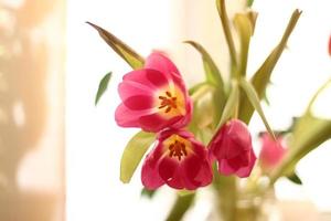 bouquet of pink tulips in vase in sunshine on white background. flowers for womens day photo