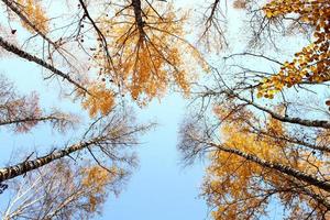 Bottom view of the autumn yellow tree tops on blue sky background. Gorgeous morning scene in fall forest. photo