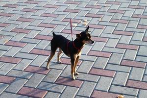 Black russian toy terrier dog walking on leash on pavement. Curious puppy. No people photo