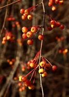Red autumn little apples on branches. Fall forest photo