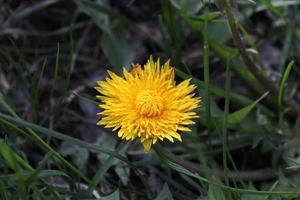 yellow spring dandelion in green grass photo