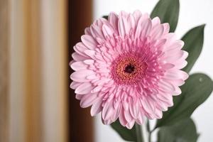 pink gerbera flower with green leaves on white background photo