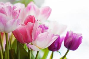 pink and purple tulips with green leaves close up on white background photo