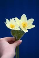 white two snowdrops flowers bouquet in hand on blue background photo