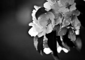 flores y hojas de manzano en primavera en colores blanco y negro foto