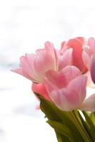 bunch of pink tulips with green leaves on white background photo