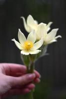 yellow pasque flowers bouquet in hand on dark background in spring photo