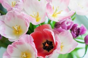 bouquet of pink and red tulips buds top view photo