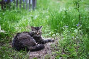 gato gris sin hogar tirado en la hierba verde detrás de la cerca en el parque foto