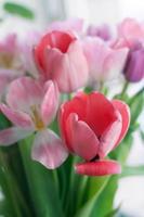 Pink fresh tulips flowers bouquet. Mother's day gift. Women's day gift photo