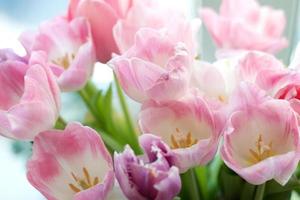 bouquet of pink fresh tulips on a window sill photo