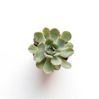 little green echeveria succulent on white background top view photo