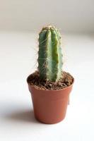 green cactus in brown pot on white background photo