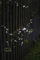 White small flowers grow through wooden fence. Garden wall photo