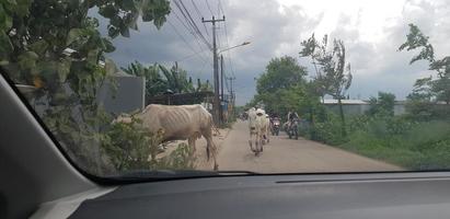 West Java, Indonesia in July 2018. A herd of buffalo crosses a road while a car driver is driving his car. photo