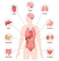 infografías redondas de órganos humanos vector