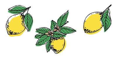 clipart vectorial de limón. conjunto de cítricos dibujados a mano. ilustración de frutas para impresión, web, diseño, decoración vector