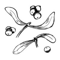 Hand drawn Christmas and New Year clipart. Mistletoe twigs with berries. Holiday illustration vector