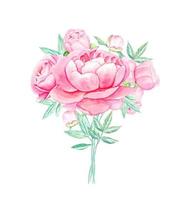 Pink peonies. Watercolor bouquet. Isolated vector