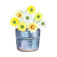 Bouquet of flowers in vintage bucket. Hand drawn watercolor illustration vector