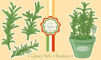 Food and culinary herb Rosemary vector