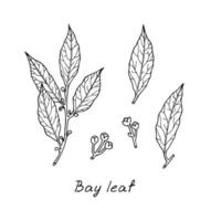 Bay leaves and twig. Culinary herbs and spices sketch. Hand drawn vector illustration isolated on white background. Can be used for spice packaging, menu design and vegetable shop labels.
