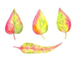 Set of watercolor autumn leaves. Vector hand drawn illustration of fall elements isolated on white background.