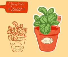 Spinach growing in a pot vector